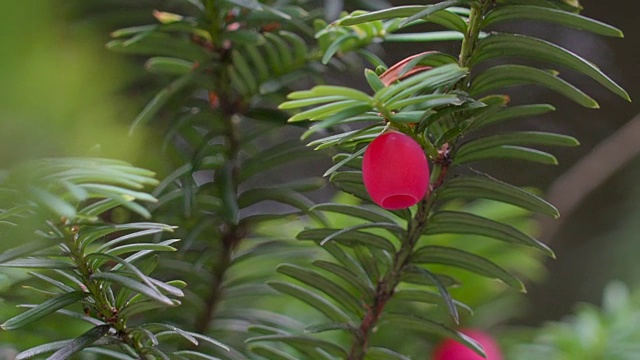 红豆杉的长而薄的叶子视频下载
