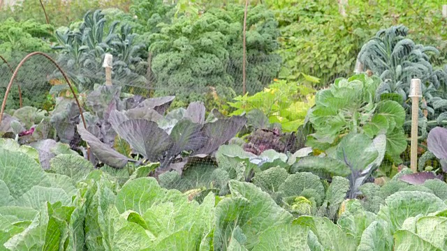 花园里种着绿叶蔬菜视频下载