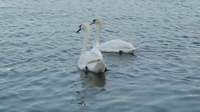 两只漂亮的白鹅在爱尔兰的湖里游泳视频素材