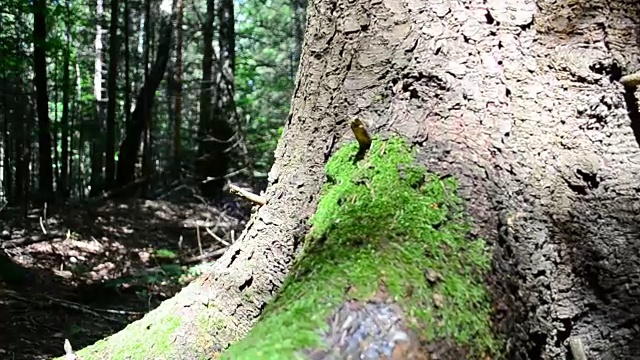 根的树木。视频素材