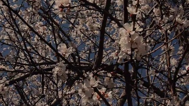 杏树花与相机升降视频素材