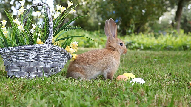 小兔子坐在篮子里视频下载