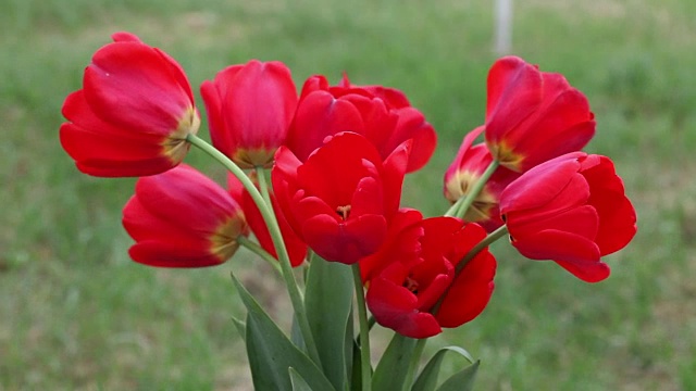 一束鲜红的春天郁金香花视频素材