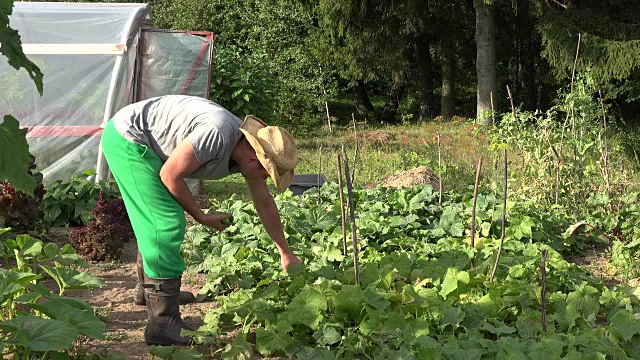 戴着帽子的农民在农场上收获黄瓜和蔬菜。FullHD视频下载