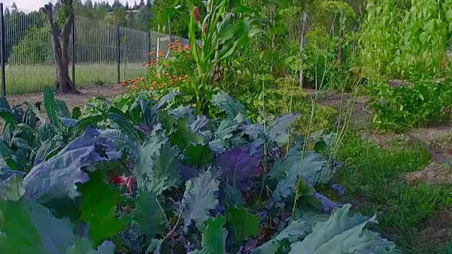 绿色菜园里的素材，玉米，蔬菜，绿番茄视频下载