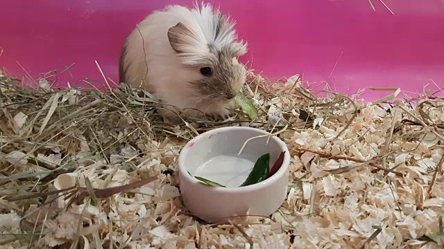 豚鼠在吃黄瓜和甜菜视频下载