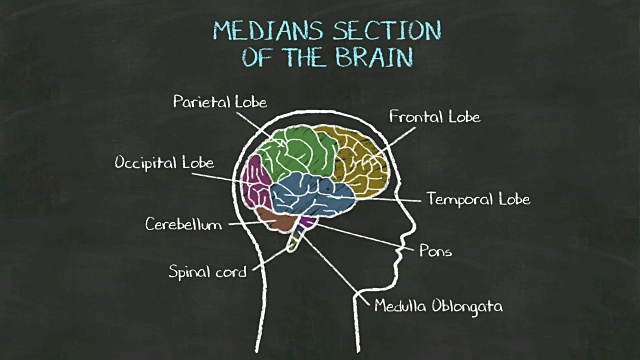 手写人类在黑板上的“大脑中间部分”。视频下载