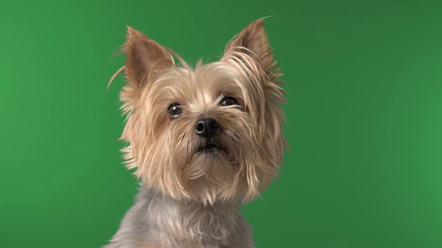 可爱的丝质梗宠物狗在绿色屏幕上视频下载