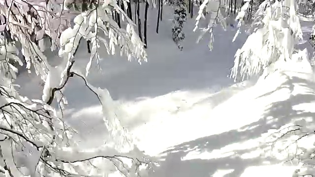 第一人称:在雪山中滑雪穿过茂密的森林视频素材