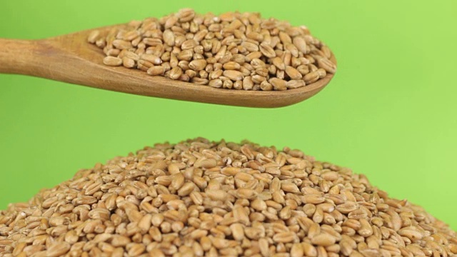 木勺将麦粒倒在绿屏上的一堆小麦上视频下载