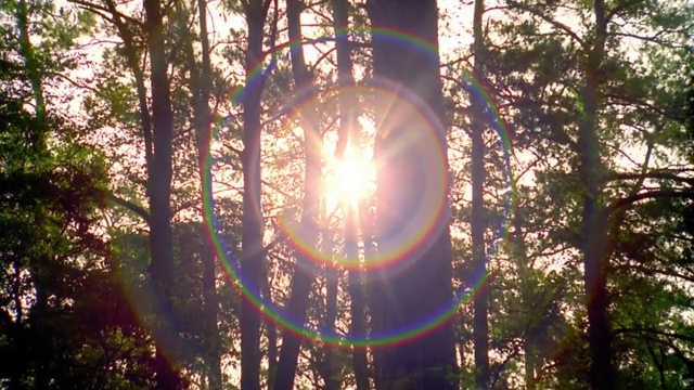 中等拍摄的阳光透过树干在森林/德克萨斯州视频下载