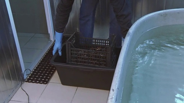 戴手套的人把生贻贝放在一个塑料盒子里，放在装有清水的大浴缸里。洗涤。准备视频下载