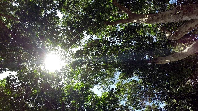 阳光穿过树林。视频素材