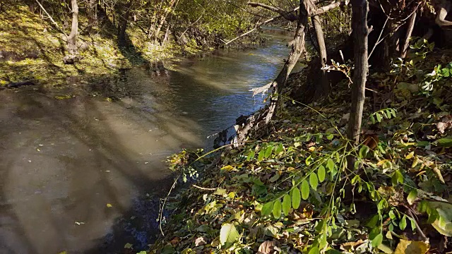 河在秋天的森林。视频素材