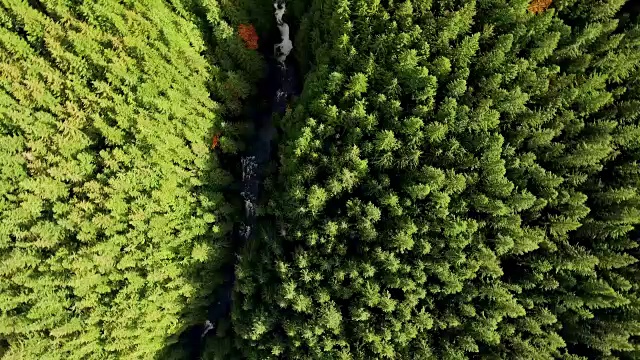 在松树林地俯瞰河流的航拍视频素材