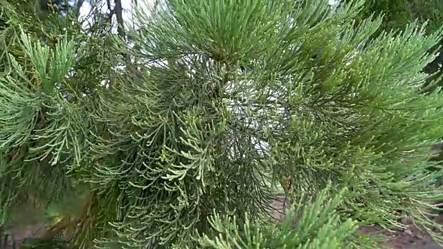 外面是一棵松树的绿叶视频下载