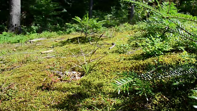 树林里的苔藓。视频素材