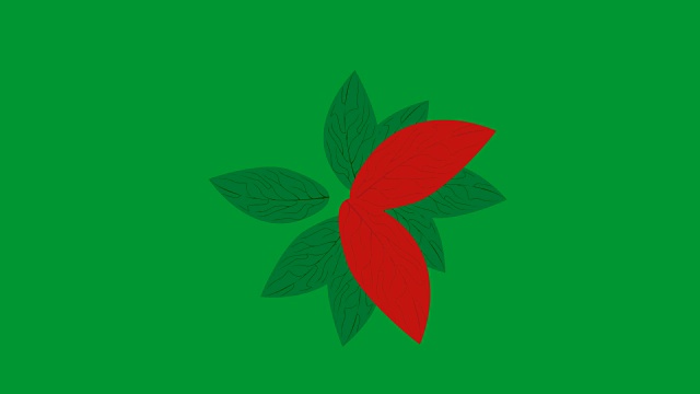 红色圣诞一品红花在绿幕上的动作视频素材