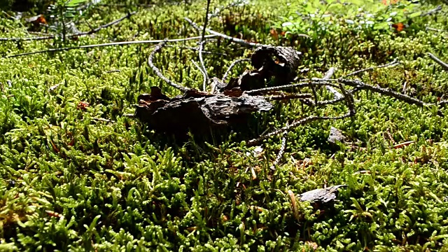 树木和球果中的苔藓。视频素材