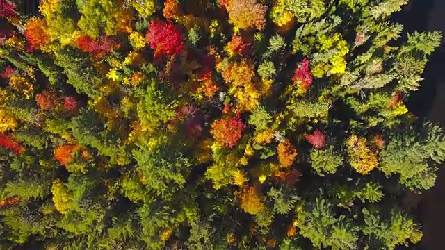 加拿大安大略省阿尔冈昆省公园秋季岛视频素材