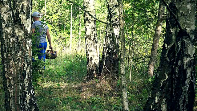 人摘蘑菇，放在靠近桦树树干的篮子里视频素材