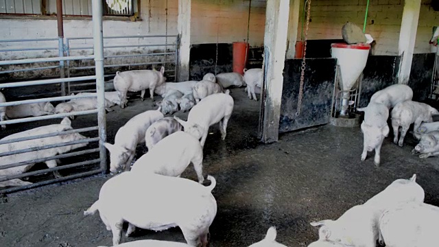 农场猪圈里的白猪视频下载