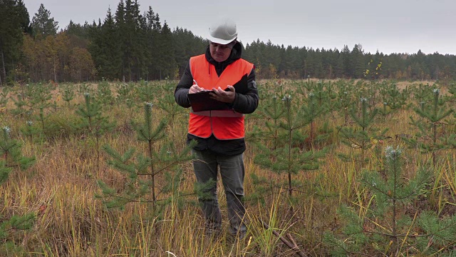 林务员检查新生长的松树视频素材