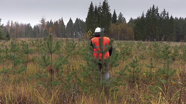 林务员在新生长的松树上打电话视频下载