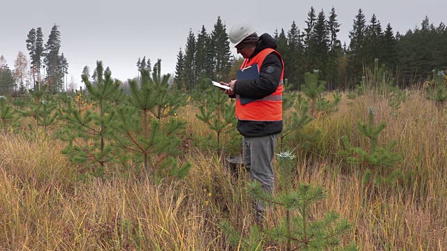 护林员在新生长的松树上拍照视频素材