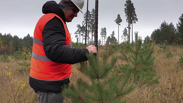 护林员正在检查新生长的松树视频下载