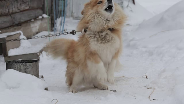 狗在冬天的花园雪地上吠叫视频素材