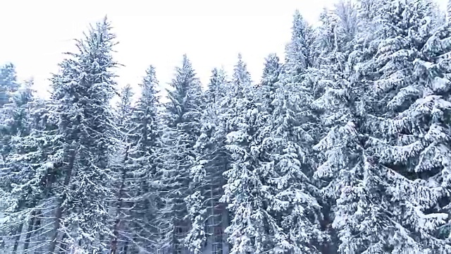 冬季景观与高云杉和雪山视频素材