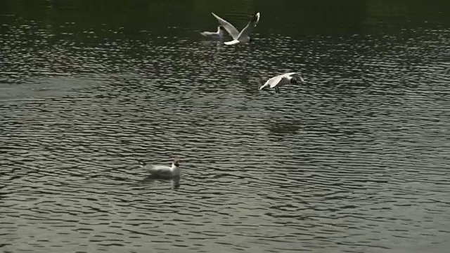 慢镜头海鸥飞过水面的背景视频素材