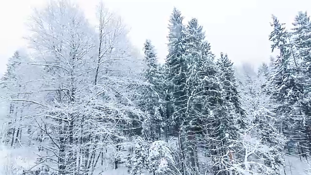 冬季景观与高云杉和雪山视频素材