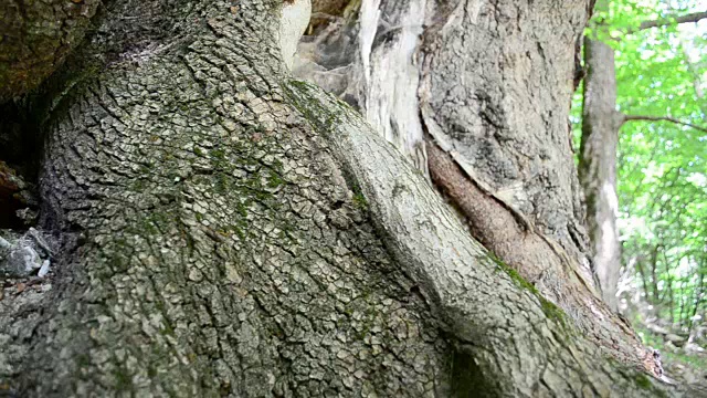 树根,木头。视频素材
