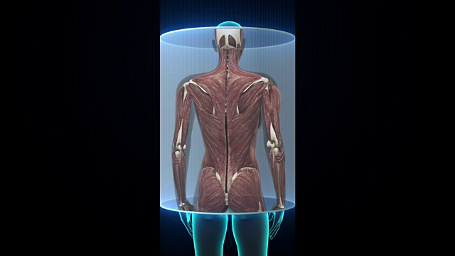女性身体扫描肌肉结构。x射线。视频素材