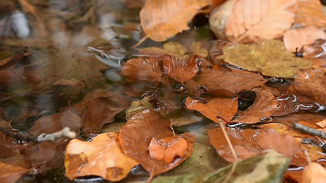 小溪里的秋叶。秋天概念背景。宁静的田园诗般的秋天景色的一个五彩树叶在一个小溪。视频素材