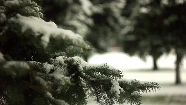 圣诞树的树枝在雪地里视频素材