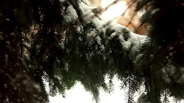 圣诞树的树枝在雪地里视频素材