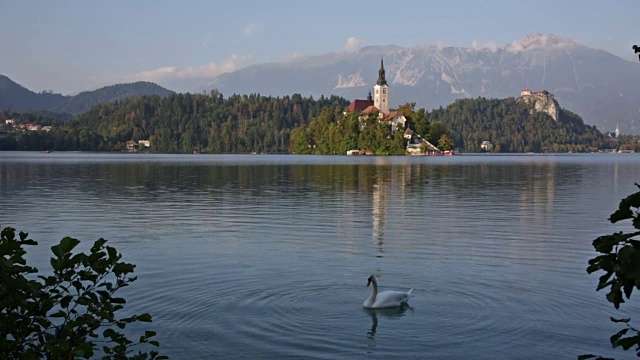 清晨，斯洛维尼亚的湖面上漂浮着一只天鹅视频下载