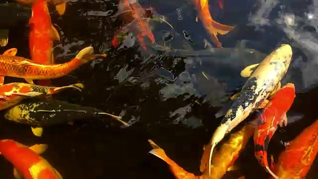 花园里美丽的花式鲤鱼视频下载