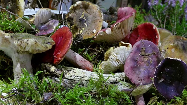 各式各样的蘑菇。视频素材