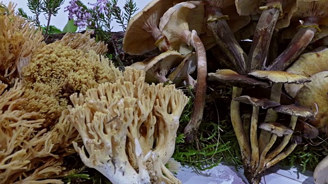 各式各样的蘑菇。视频下载