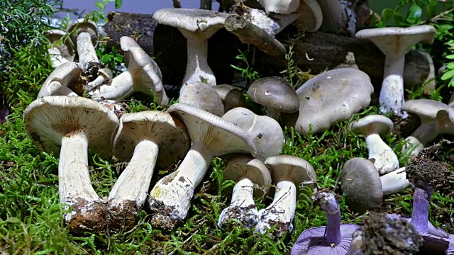 各式各样的蘑菇。视频下载