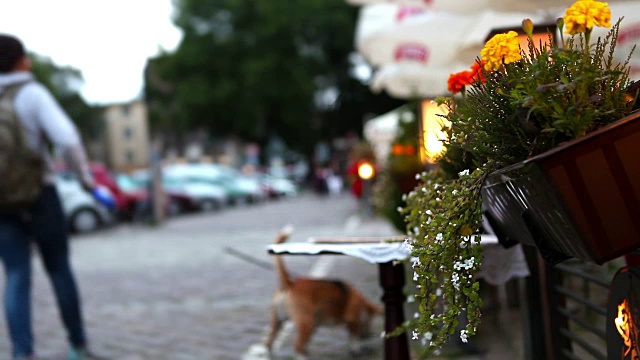 波兰克拉科夫一家户外咖啡馆里的花盆，上面是一名游客遛狗的模糊图像。视频素材