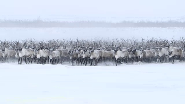 漫游北部驯鹿视频素材