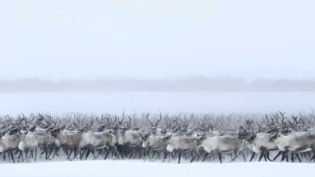 漫游北部驯鹿视频素材