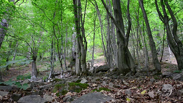 石头和松树。视频素材