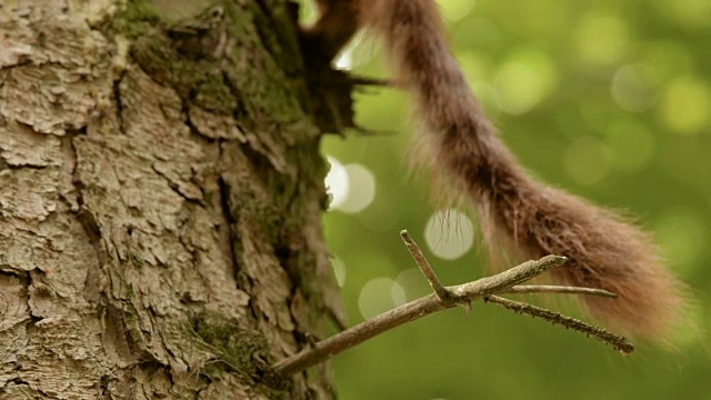 松鼠在树枝上吃东西。视频素材