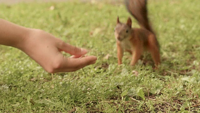 松鼠从手上吃东西。视频素材